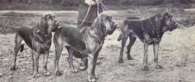 history science and ability of bloodhounds feature