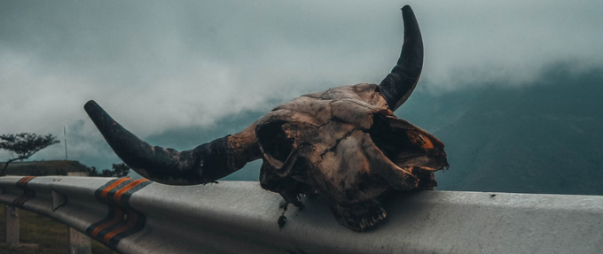 cow skull sitting on a guardrail on the side of a foggy mountain road